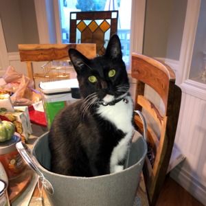 Meet your Posher, Shelley